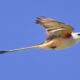 On The Road - Albatrossity - The Birds of May 4