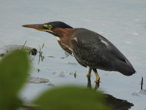 Compact wading bird stalking prey in shallow water.