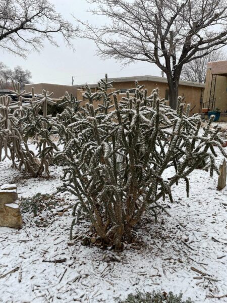 Sunday Morning Garden Chat: A Change of Seasons in New Mexico 1