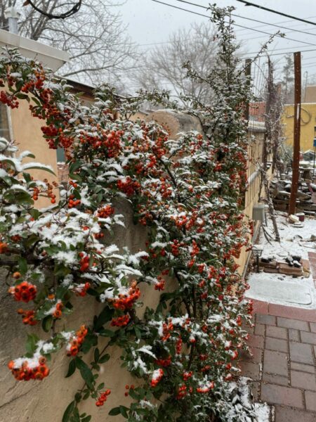 Sunday Morning Garden Chat: A Change of Seasons in New Mexico 2