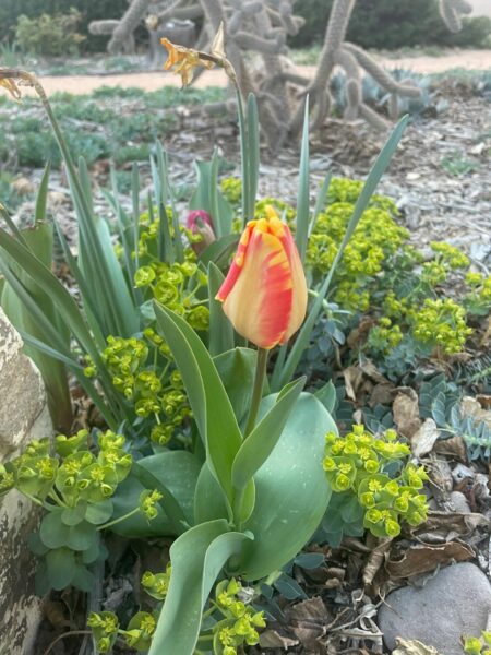 Sunday Morning Garden Chat: A Change of Seasons in New Mexico 3