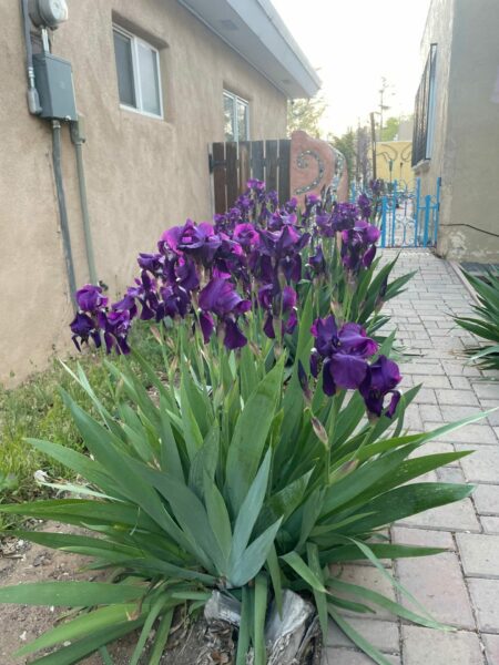 Sunday Morning Garden Chat: A Change of Seasons in New Mexico 4