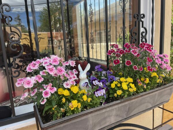 Sunday Morning Garden Chat: A Change of Seasons in New Mexico 5