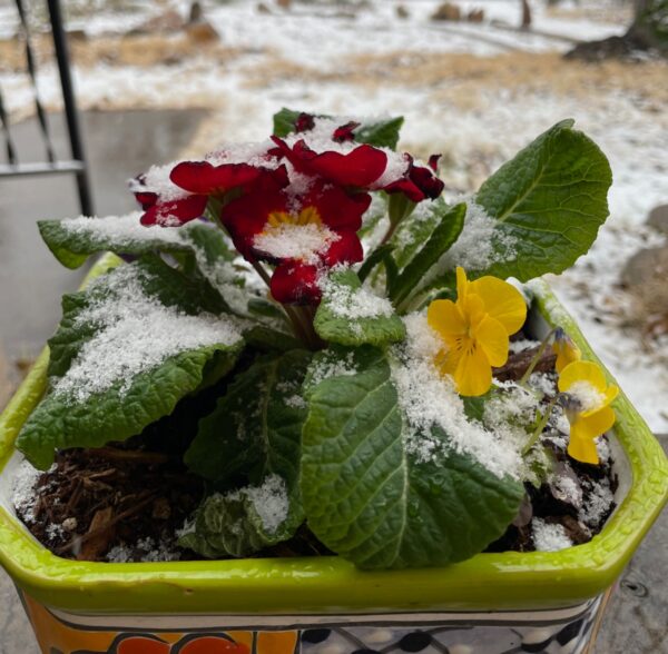 Sunday Morning Garden Chat: A Change of Seasons in New Mexico
