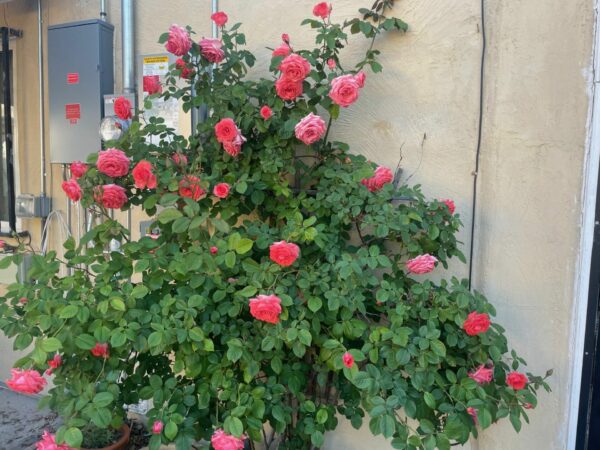 Sunday Morning Garden Chat: A Change of Seasons in New Mexico 6