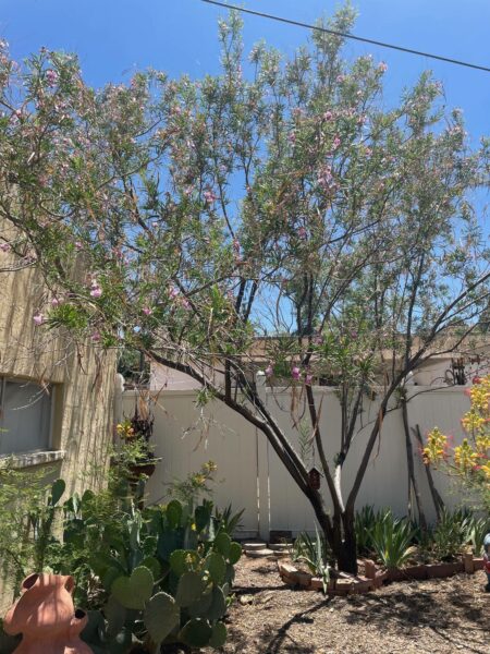 Sunday Morning Garden Chat: Cacti 9