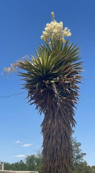 Sunday Morning Garden Chat: Cacti 1