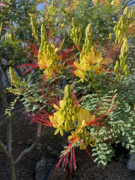Sunday Morning Garden Chat: Cacti 2