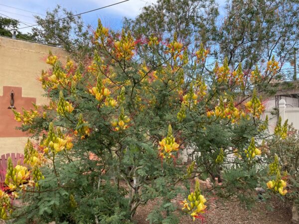 Sunday Morning Garden Chat: Cacti 3
