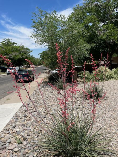 Sunday Morning Garden Chat: Cacti 4