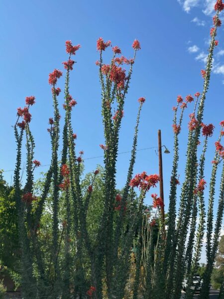 Sunday Morning Garden Chat: Cacti 5