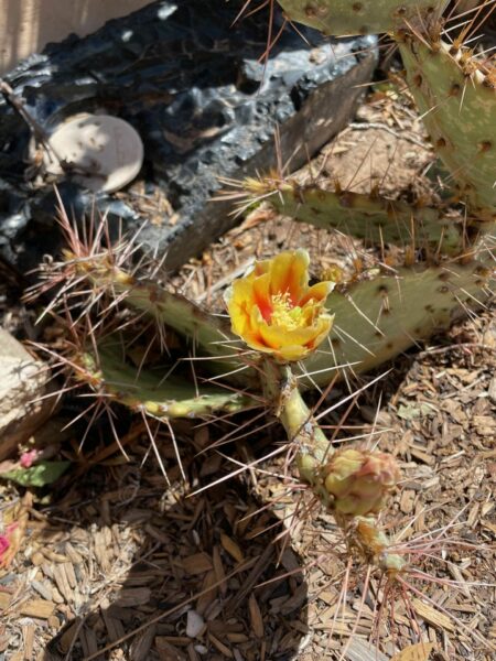 Sunday Morning Garden Chat: Cacti 6