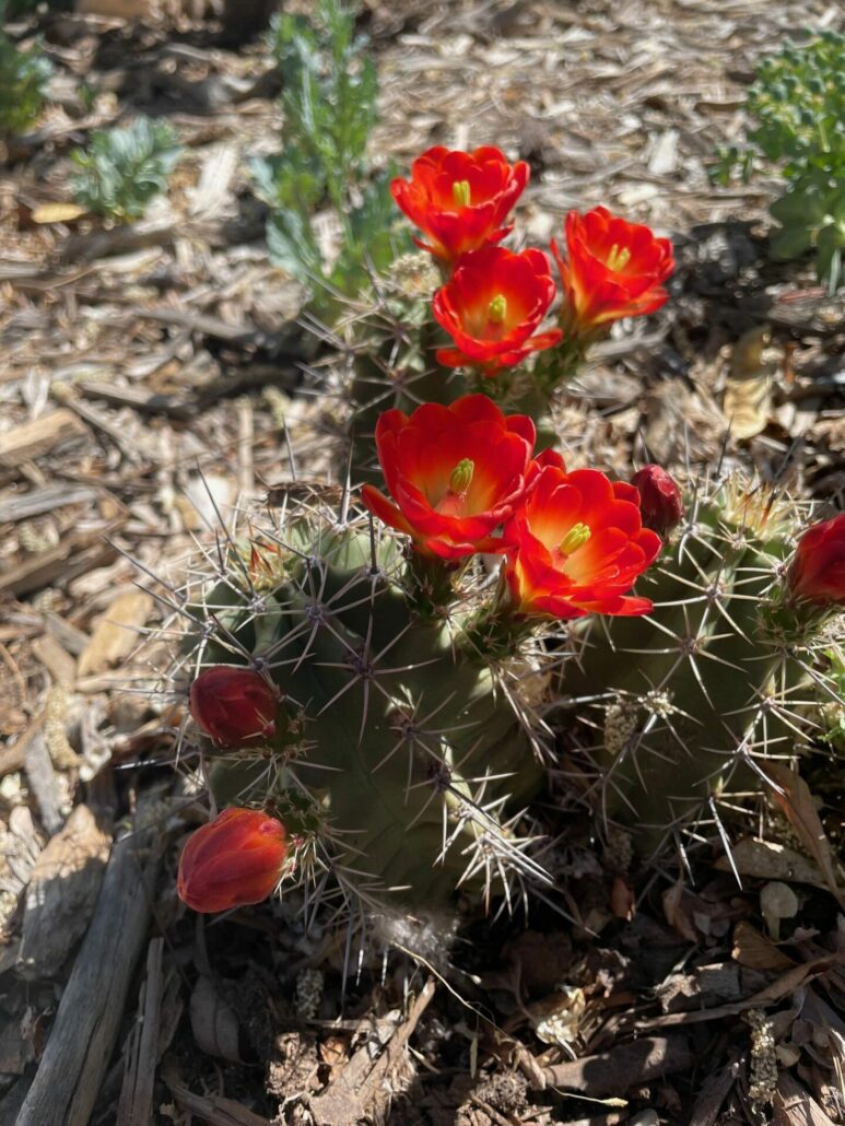 Sunday Morning Garden Chat: Cacti