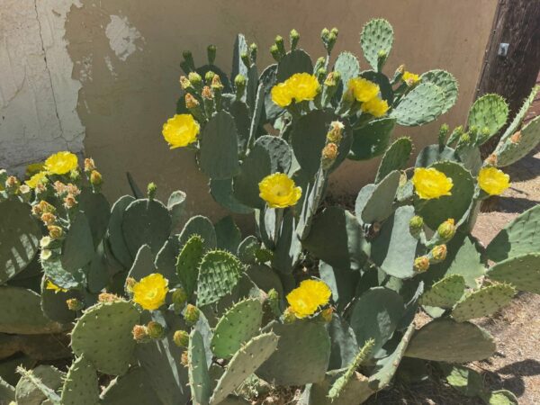 Sunday Morning Garden Chat: Cacti 7