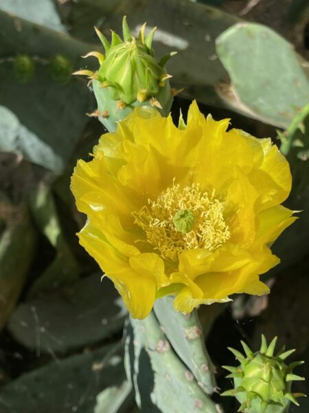 Sunday Morning Garden Chat: Cacti 8
