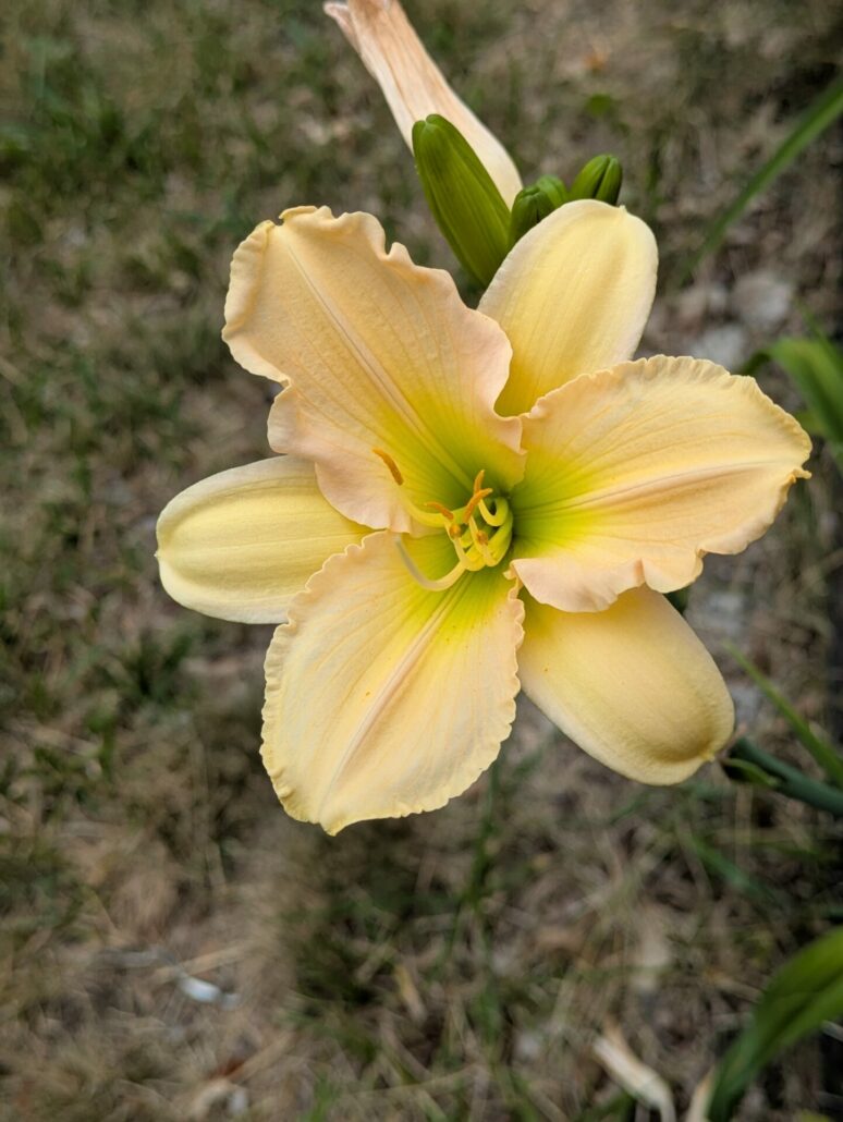 Sunday Morning Garden Chat: Daylilies