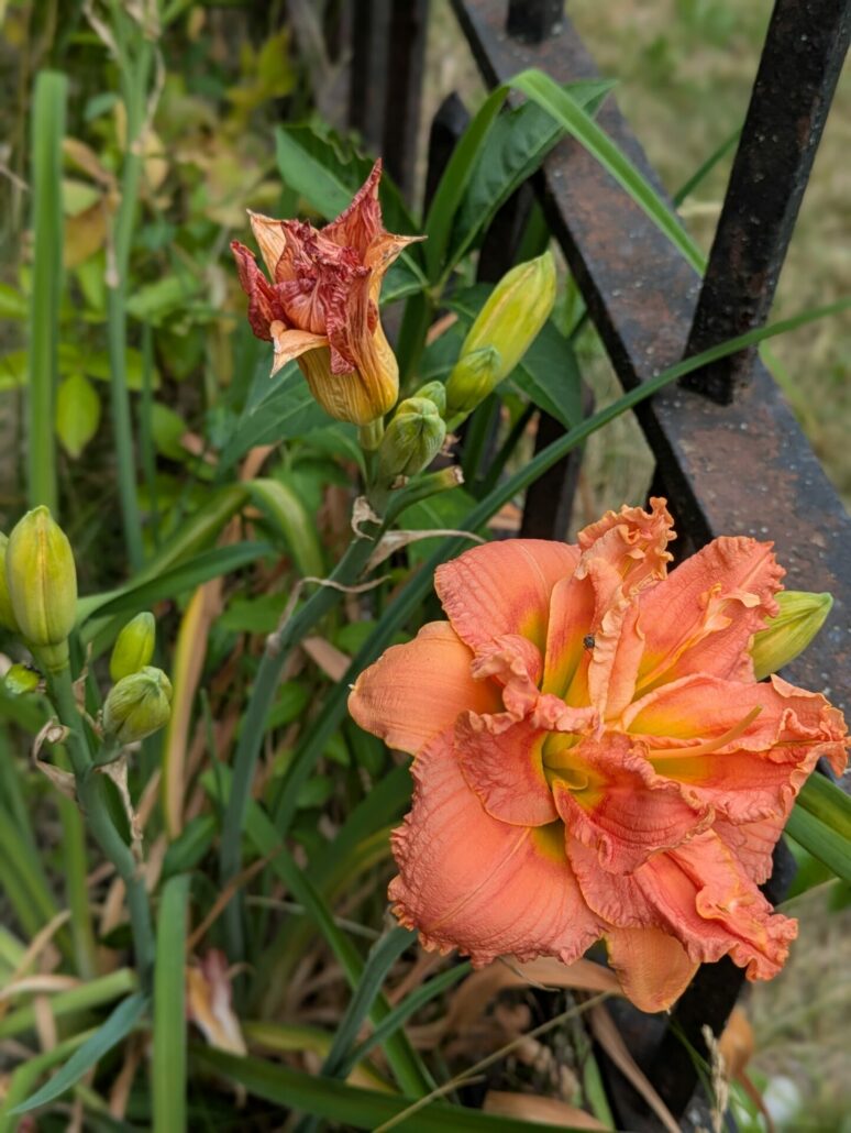 Sunday Morning Garden Chat: Daylilies 1