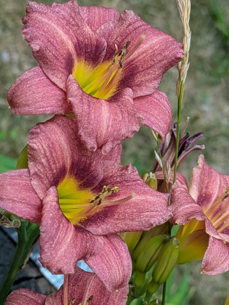 Sunday Morning Garden Chat: Daylilies 2
