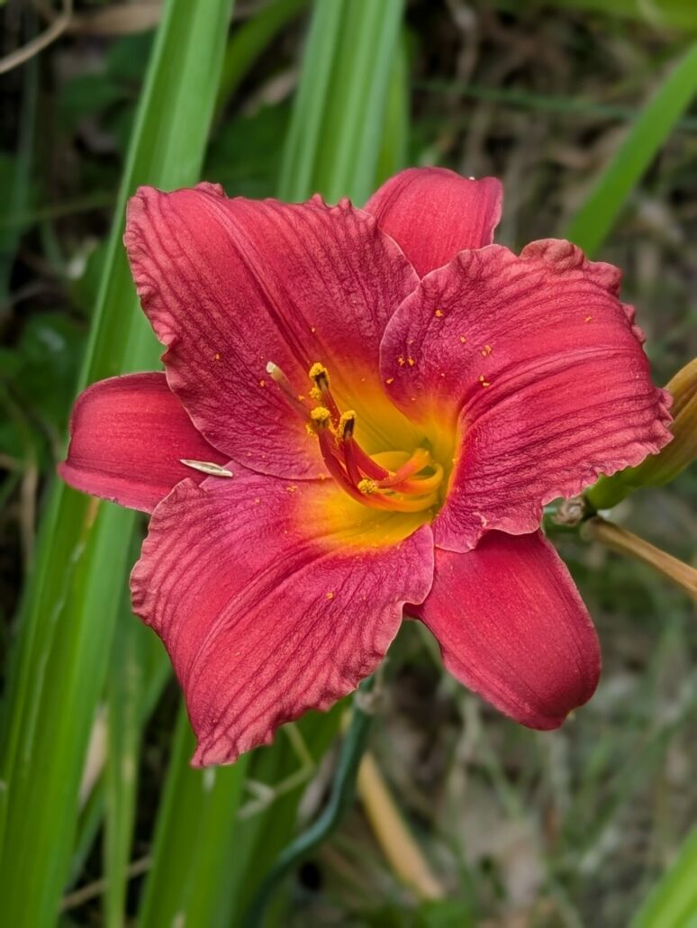 Sunday Morning Garden Chat: Daylilies 3