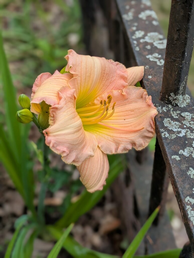 Sunday Morning Garden Chat: Daylilies 4