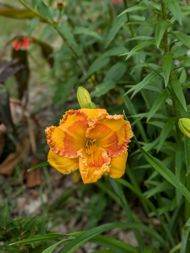 Sunday Morning Garden Chat: Daylilies 5