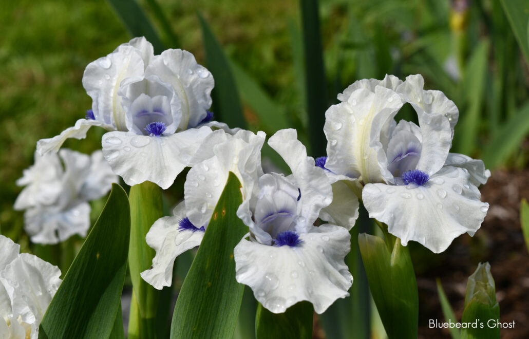 Sunday Morning Garden Chat: Portraits