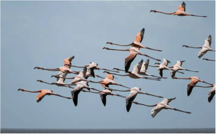 Flamingos in flight