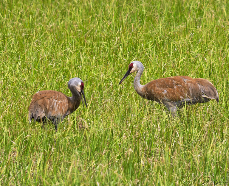 On The Road - Albatrossity - Yellowstone 9