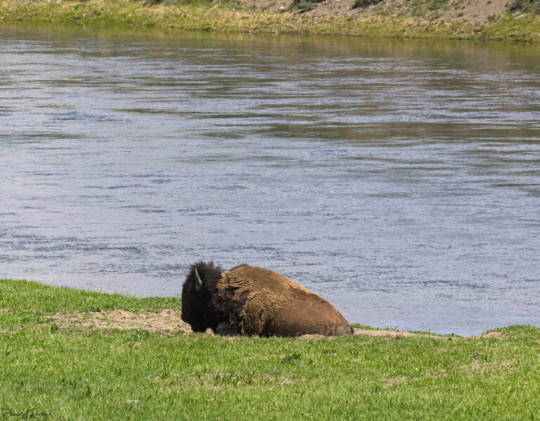 On The Road - Albatrossity - Yellowstone 7