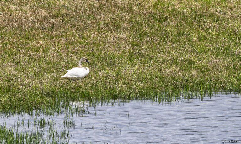 On The Road - Albatrossity - Yellowstone 5