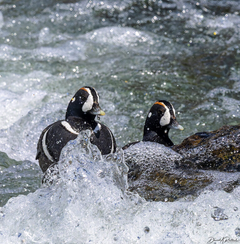 On The Road - Albatrossity - Yellowstone 6