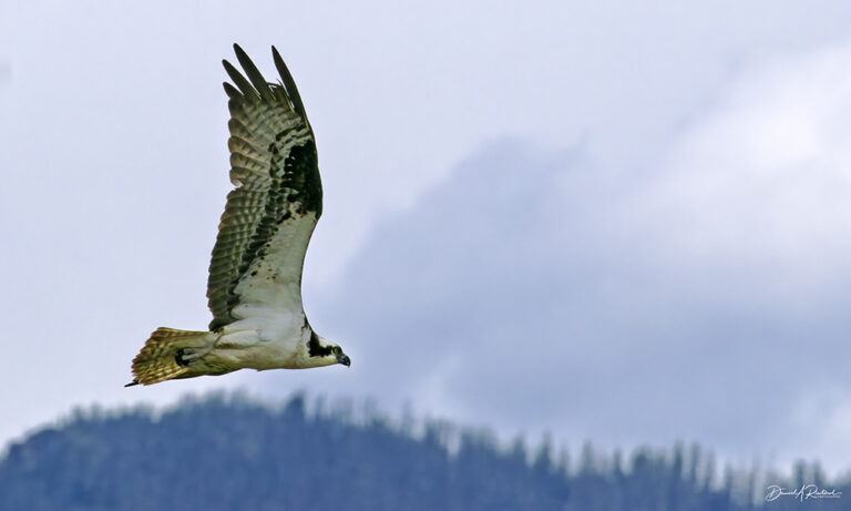 On The Road - Albatrossity - Yellowstone 2