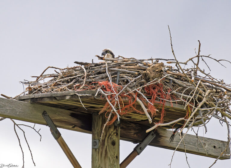 On The Road - Albatrossity - Yellowstone