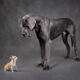 It's Not the Size of the Dog in the Fight (Open Thread)