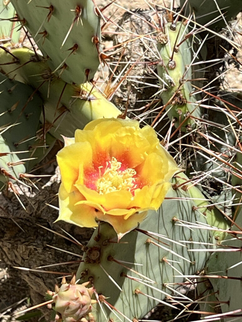 Sunday Morning Garden Chat: Cactus Flowers 1