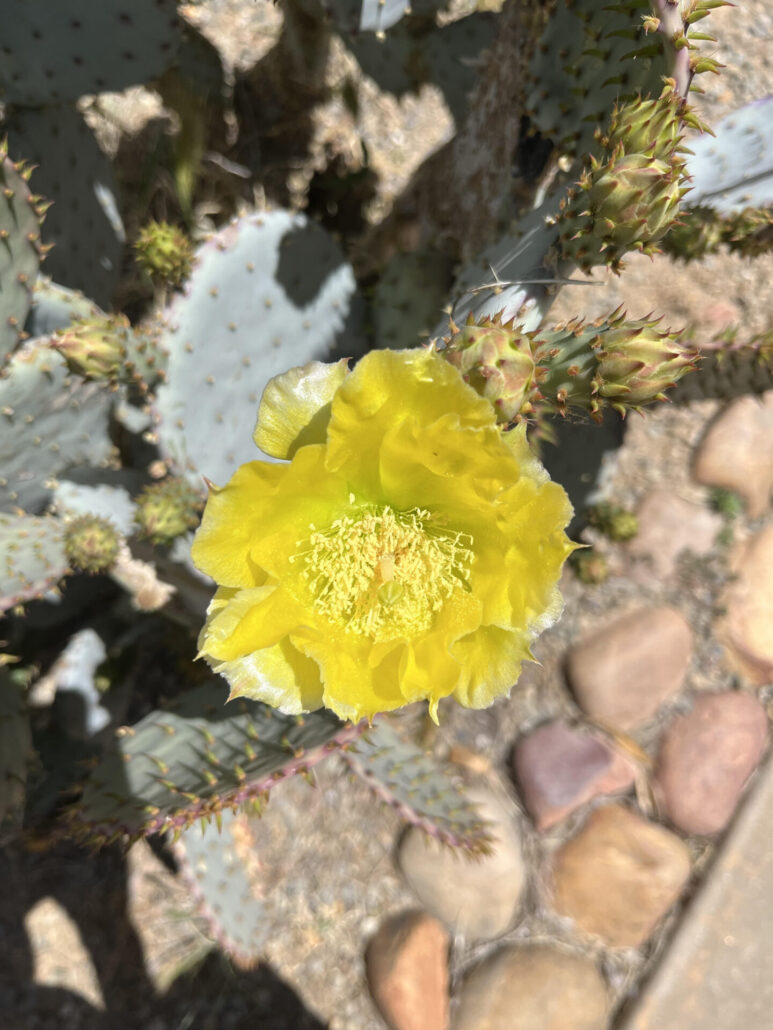 Sunday Morning Garden Chat: Cactus Flowers 2