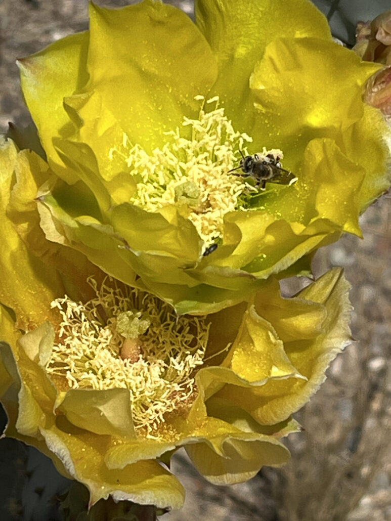 Sunday Morning Garden Chat: Cactus Flowers 3