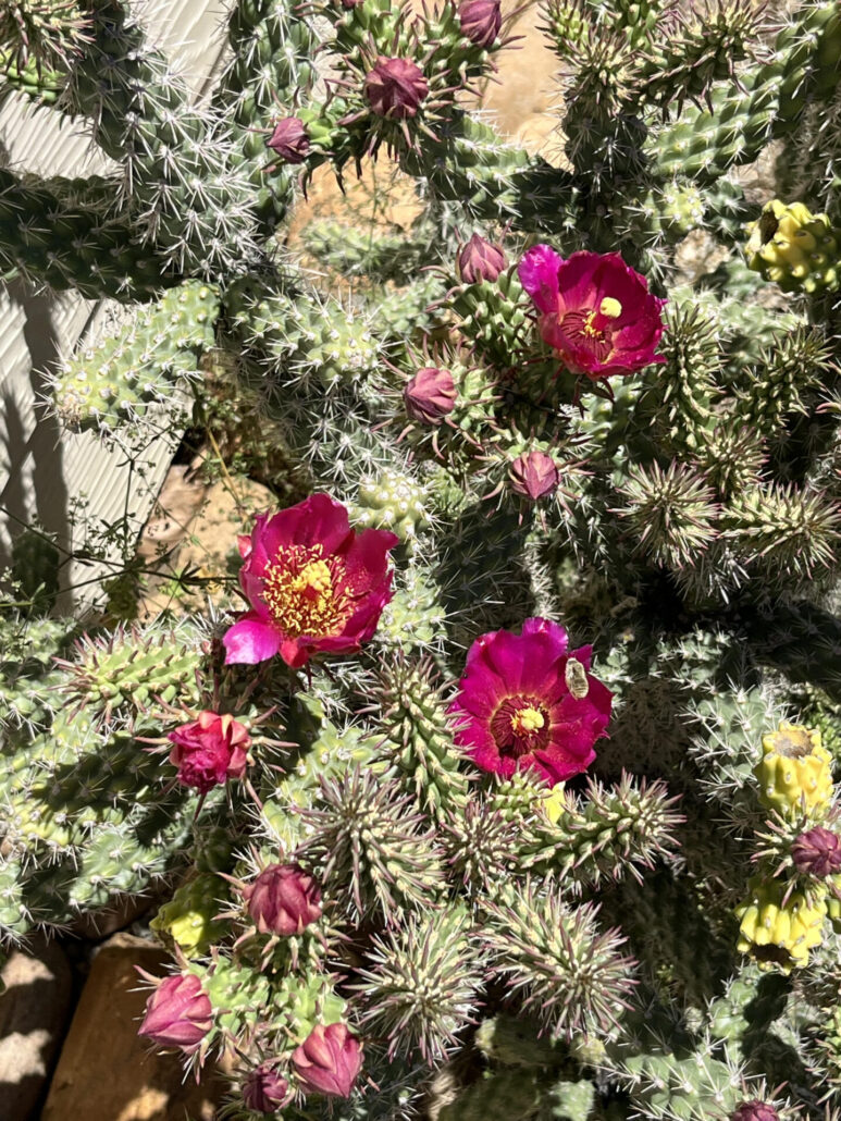 Sunday Morning Garden Chat: Cactus Flowers 4