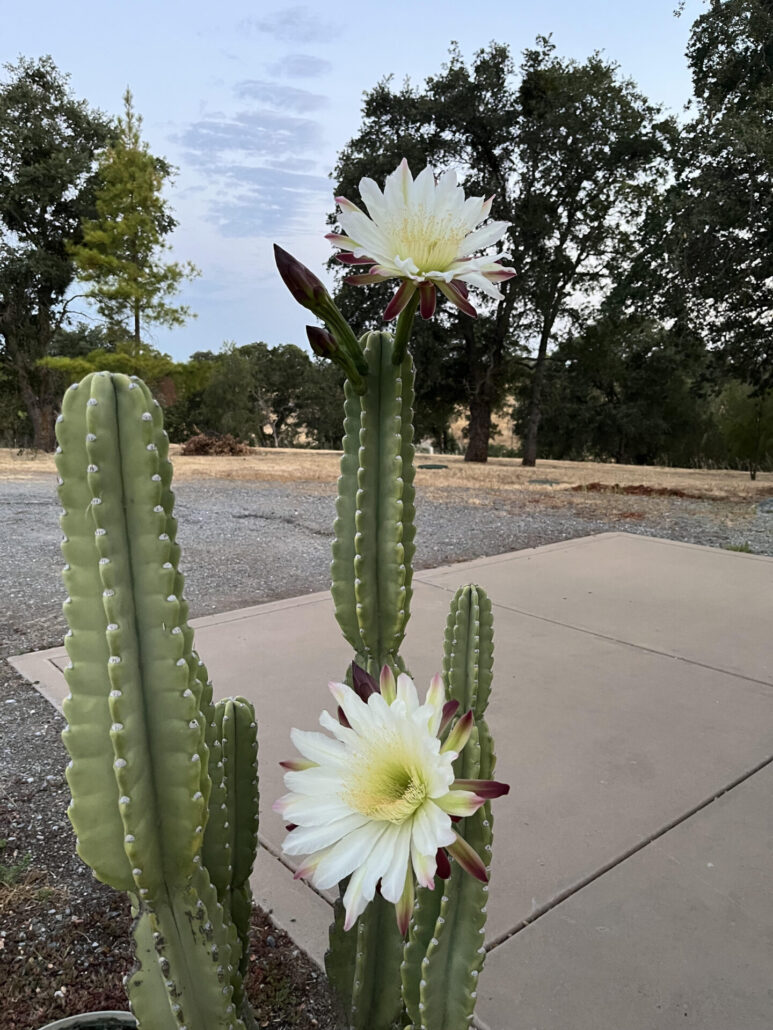 Sunday Morning Garden Chat: Cactus Flowers 5
