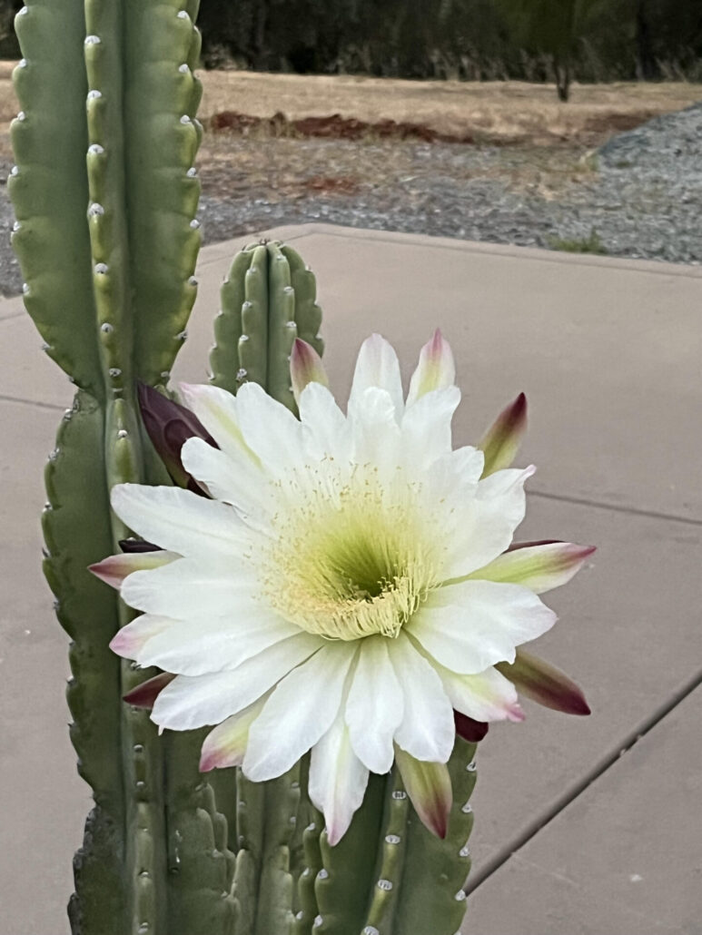 Sunday Morning Garden Chat: Cactus Flowers 6