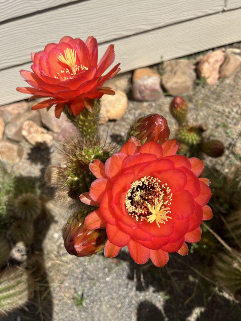 Sunday Morning Garden Chat: Cactus Flowers