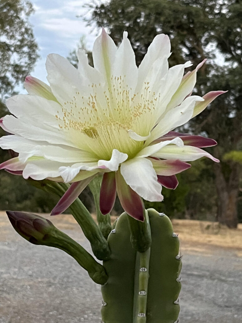 Sunday Morning Garden Chat: Cactus Flowers 7