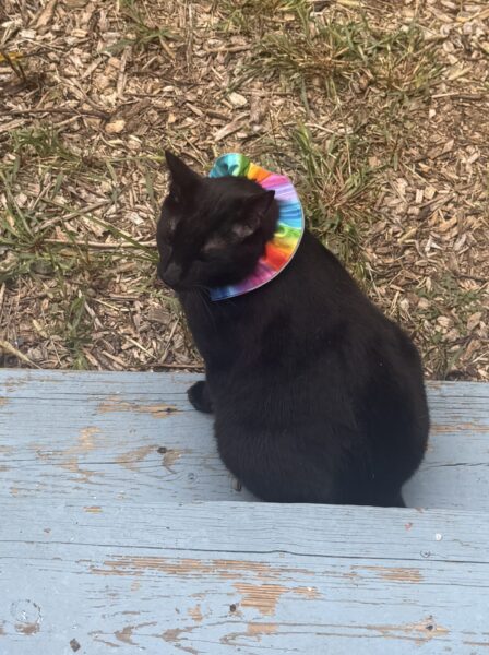 Thursday Night Open Thread 27