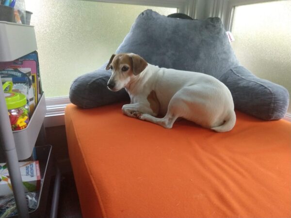 Dog Rescue: RIP,  Geordi 5