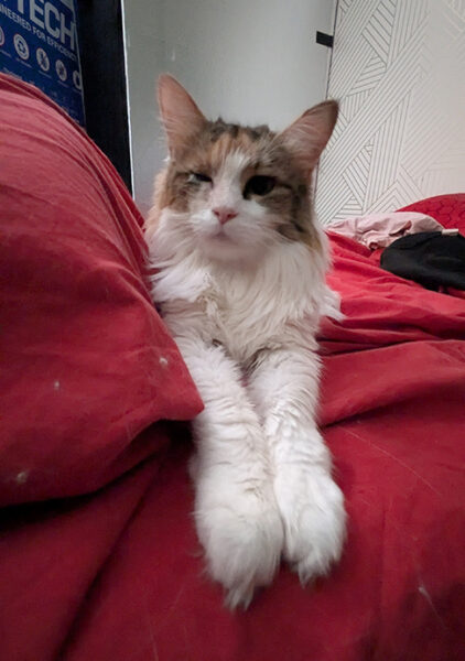 Miss Hime Paws