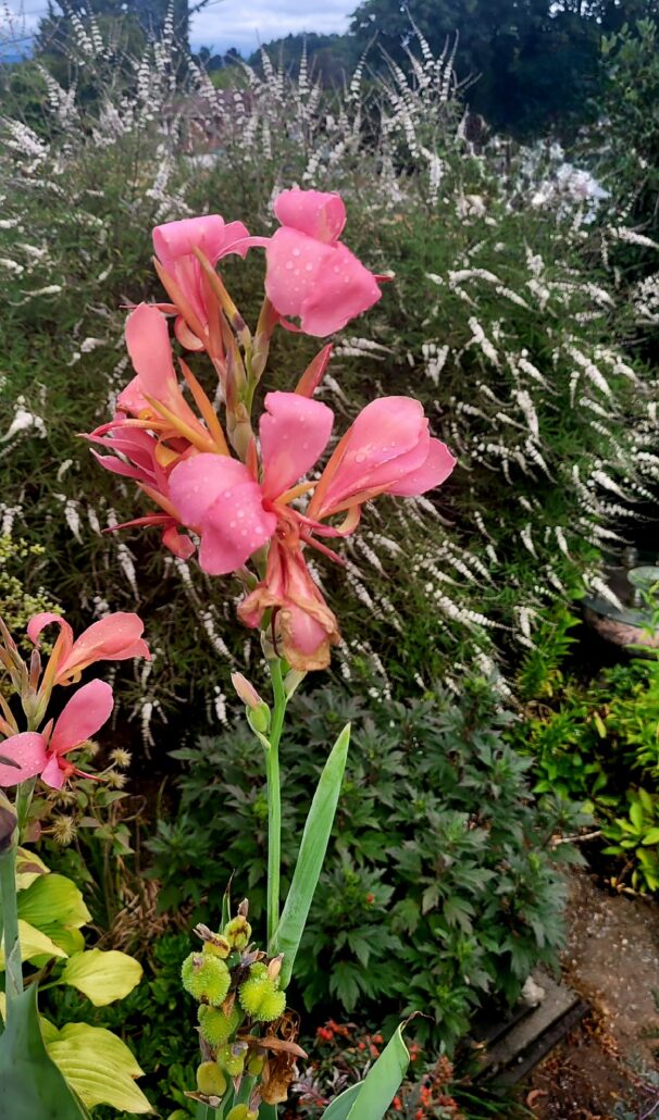 Sunday Morning Garden Chat:  Pacific Northwest Summer 1