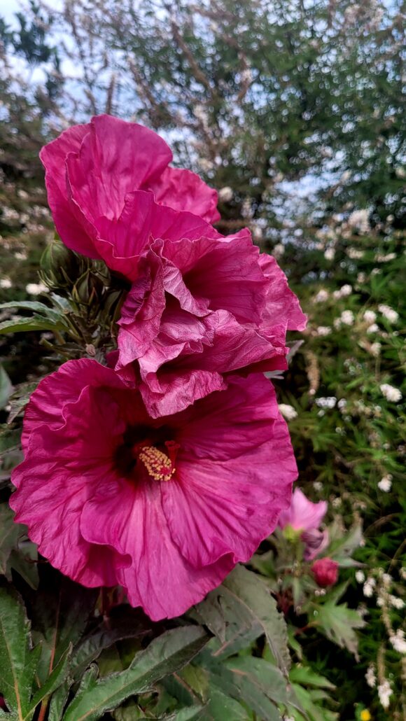 Sunday Morning Garden Chat:  Pacific Northwest Summer 2