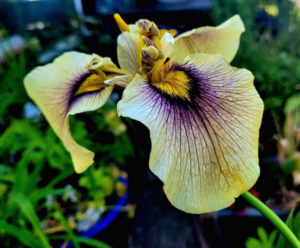 Sunday Morning Garden Chat:  Pacific Northwest Summer 3