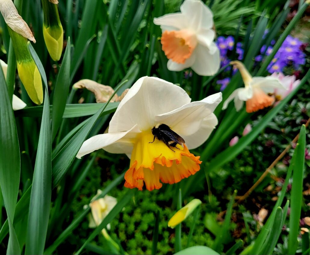 Sunday Morning Garden Chat:  Pacific Northwest Summer 4