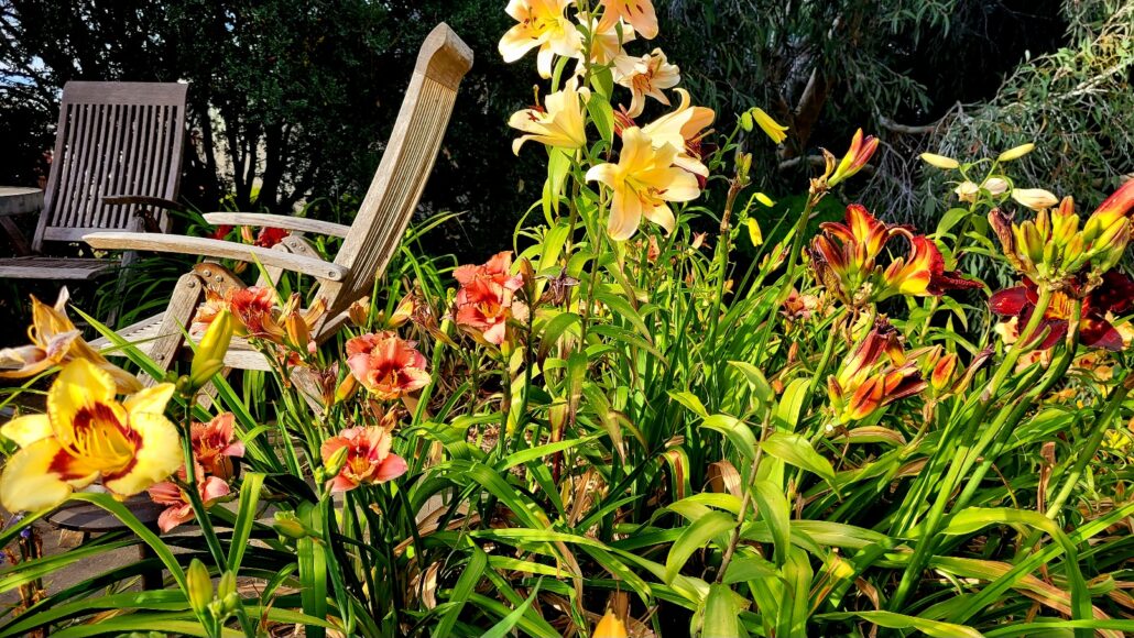 Sunday Morning Garden Chat:  Pacific Northwestern Summer 1